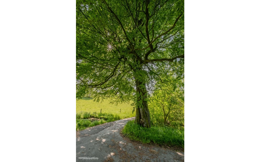 Rotbuche Iserlohn, Im Roland