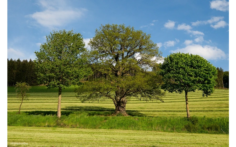 Stieleiche in Schmallenberg-Kirchilpe