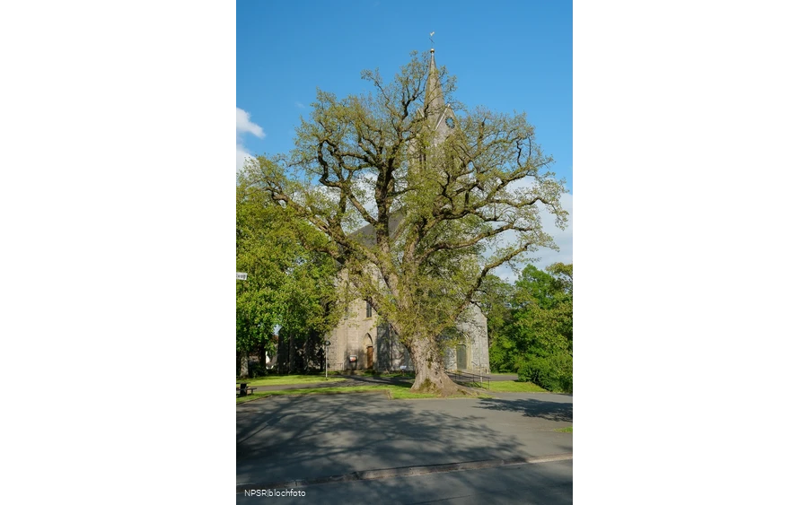 Stieleiche in Eslohe-Reiste