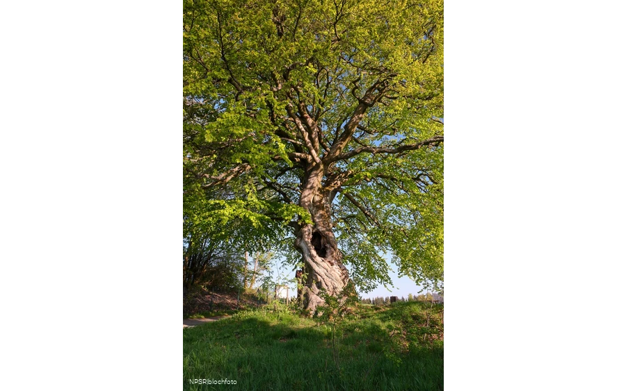 Rotbuche in Winterberg