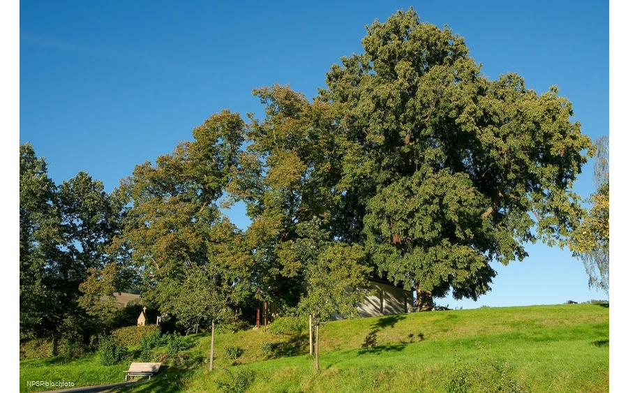 Winterlinde in Eslohe-Wenholthausen, Eibelkapelle
