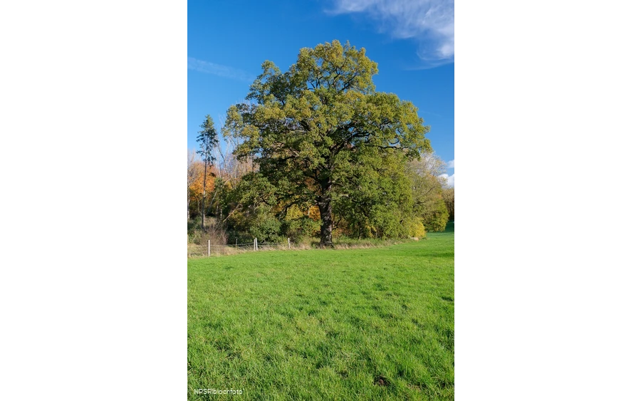 Eiche Hemer, Gut Bäingsen