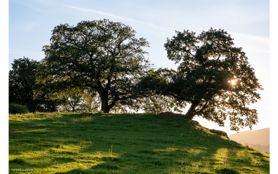 Stieleiche Schmallenberg-Grafschaft