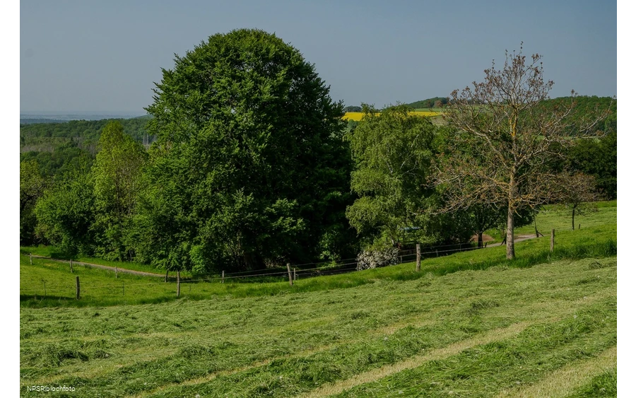 Rotbuche Iserlohn, Im Roland