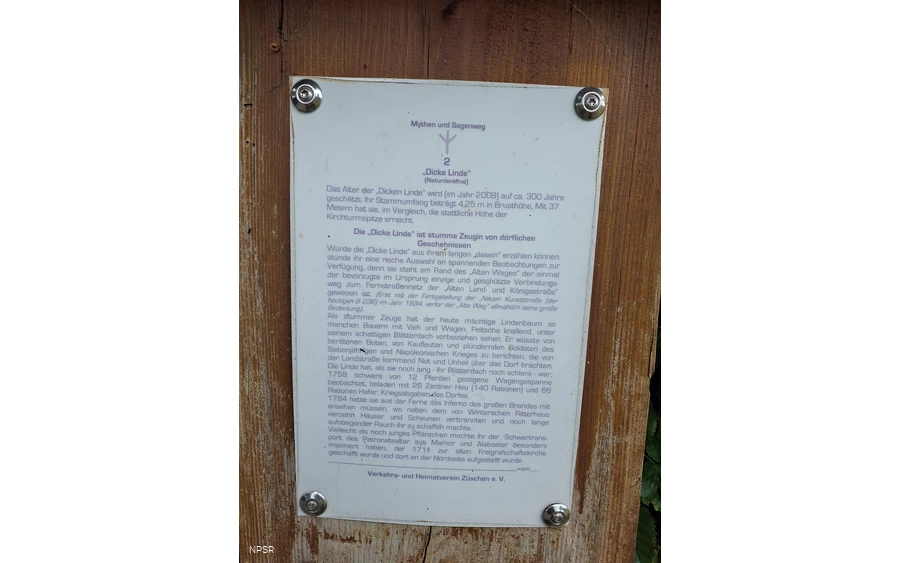 Winterlinde in Winterberg-Züschen