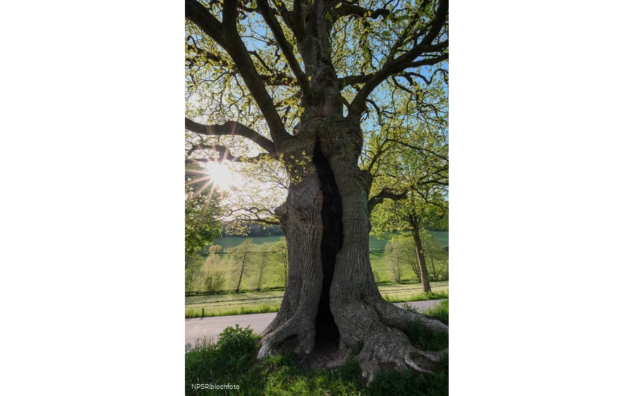 Stieleiche in Schmallenberg-Kirchilpe