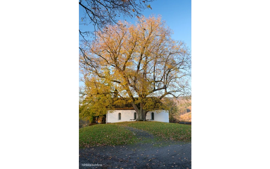 Winterlinde in Eslohe-Wenholthausen, Eibelkapelle