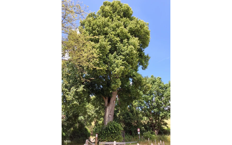 Winterlinde in Winterberg-Züschen