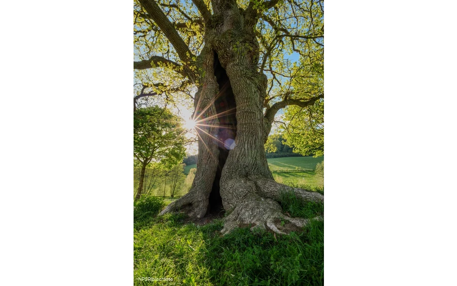 Stieleiche in Schmallenberg-Kirchilpe