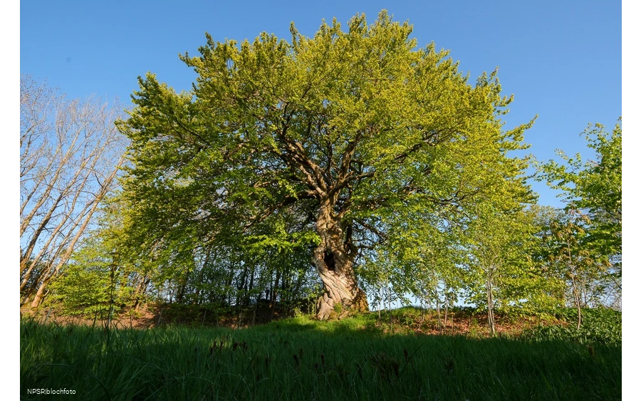 Rotbuche in Winterberg