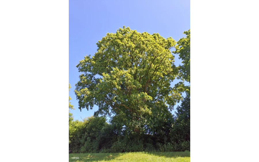 Berg-Ahorn in Schmallenberg-Grafschaft