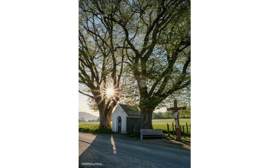 Linde Schmallenberg-Fleckenberg