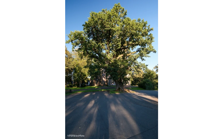 Stieleiche in Eslohe-Reiste
