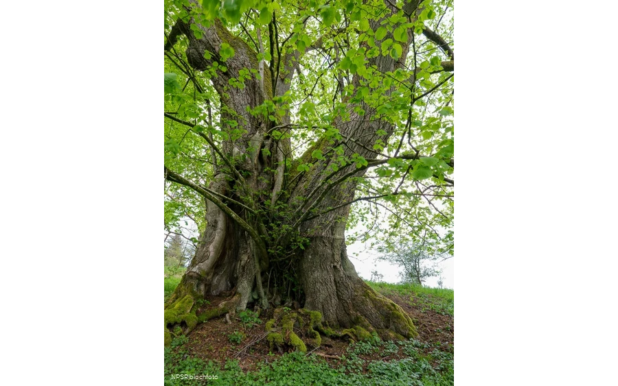 Gerichtslinde Neuenhof Stilleking in Lüdenscheid