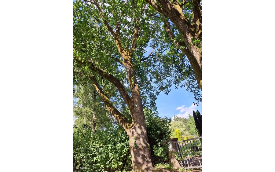 Berg-Ulme in Sundern-Hachen