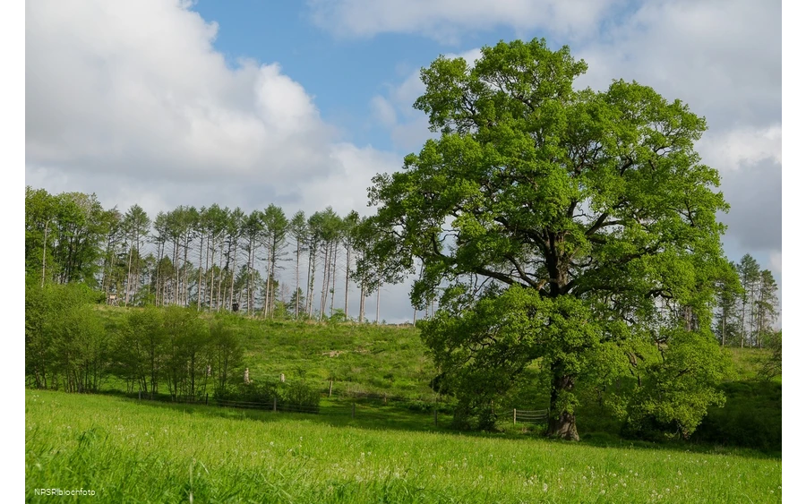 Eiche Hemer, Gut Bäingsen