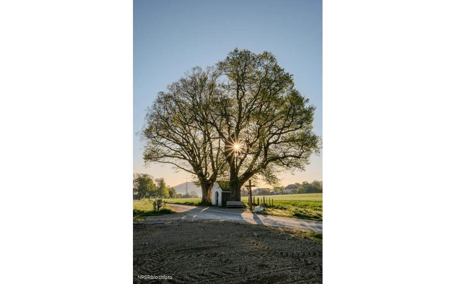 Linde Schmallenberg-Fleckenberg