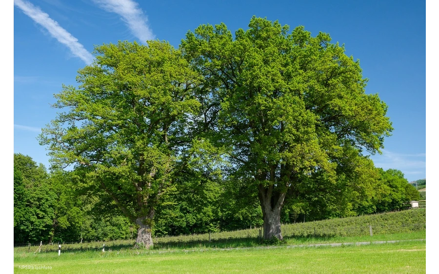 Stieleiche Bestwig-Heringhausen
