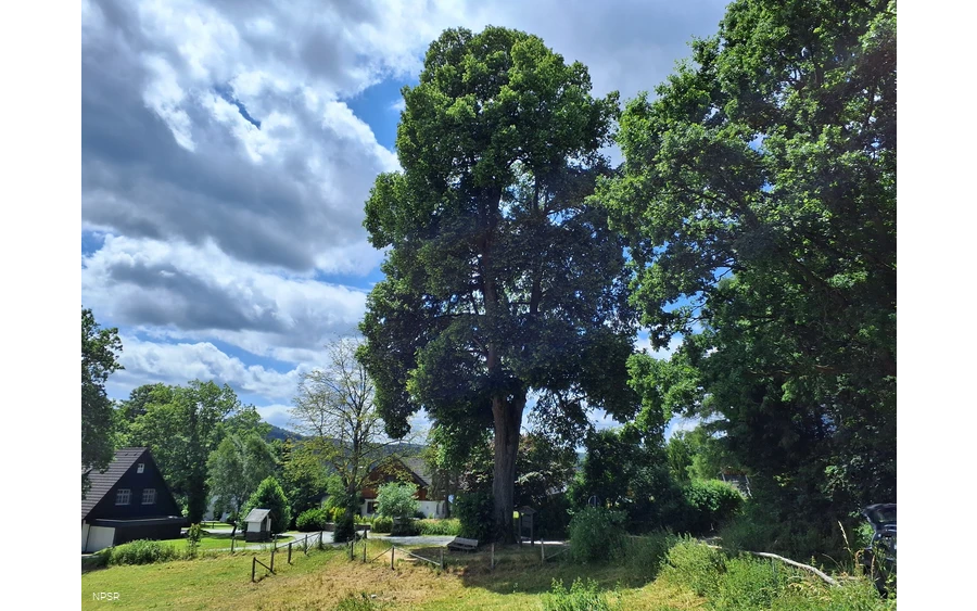 Winterlinde in Winterberg-Züschen