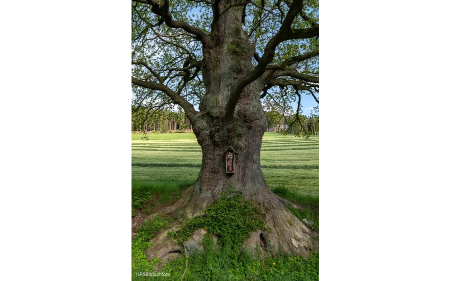 Stieleiche in Schmallenberg-Kirchilpe