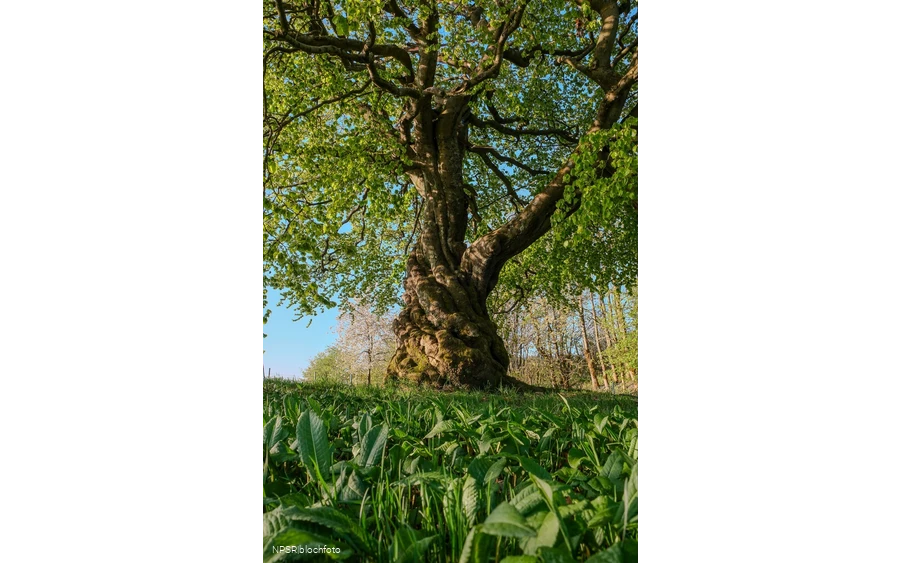 Rotbuche in Winterberg