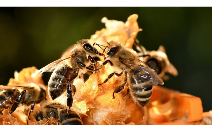 LWL Angebotskatalog Bienen