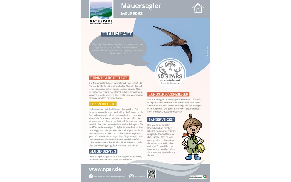 28_Mauersegler