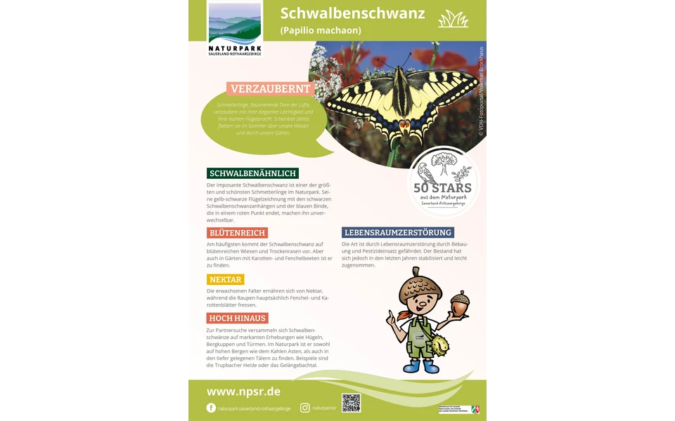 38_Schwalbenschwanz