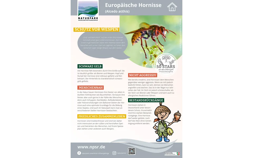 19_Hornisse