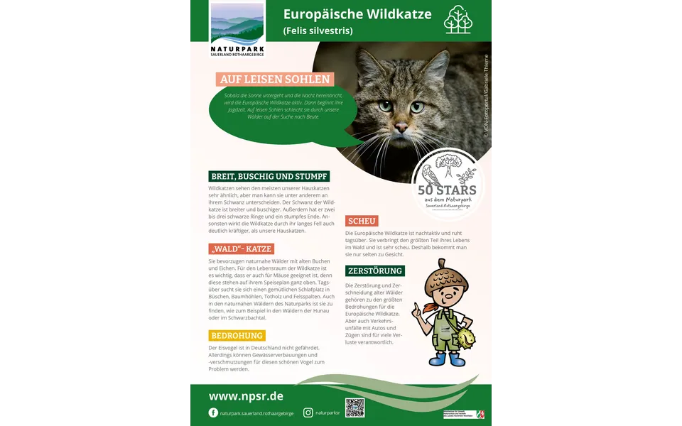 48_Wildkatze