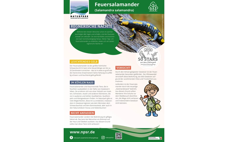 08_Feuersalamander