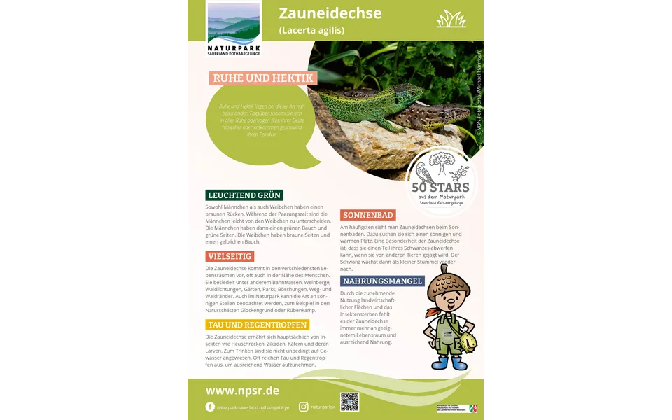 49_Zauneidechse