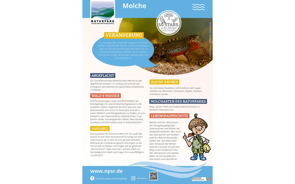 29_Molche