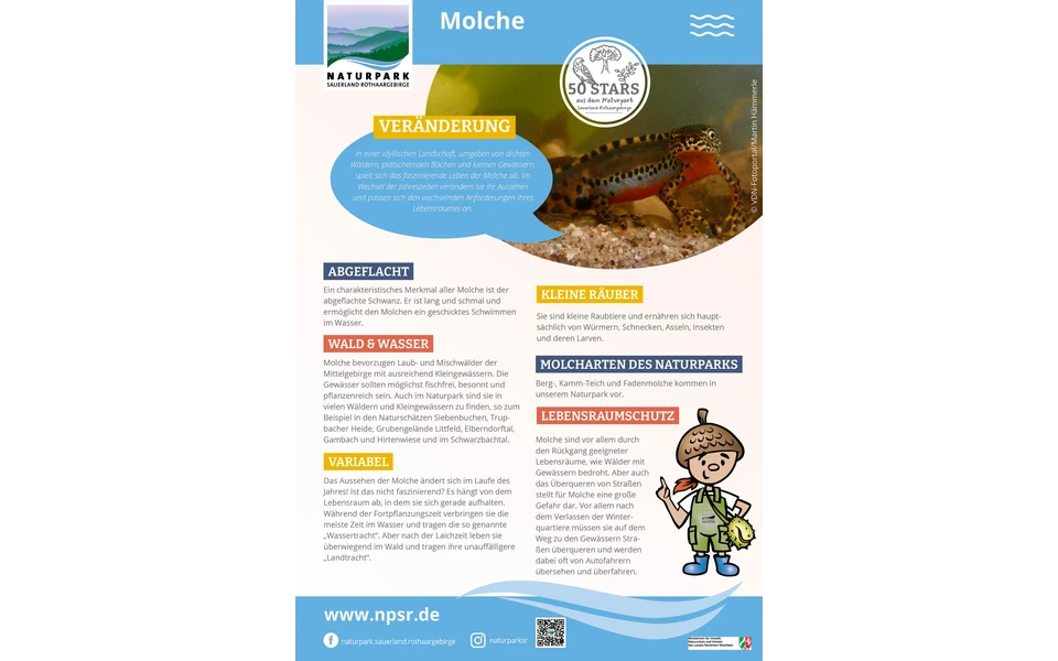29_Molche