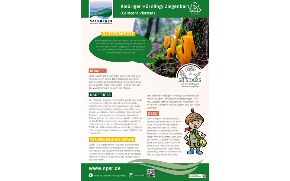 50_Ziegenbart