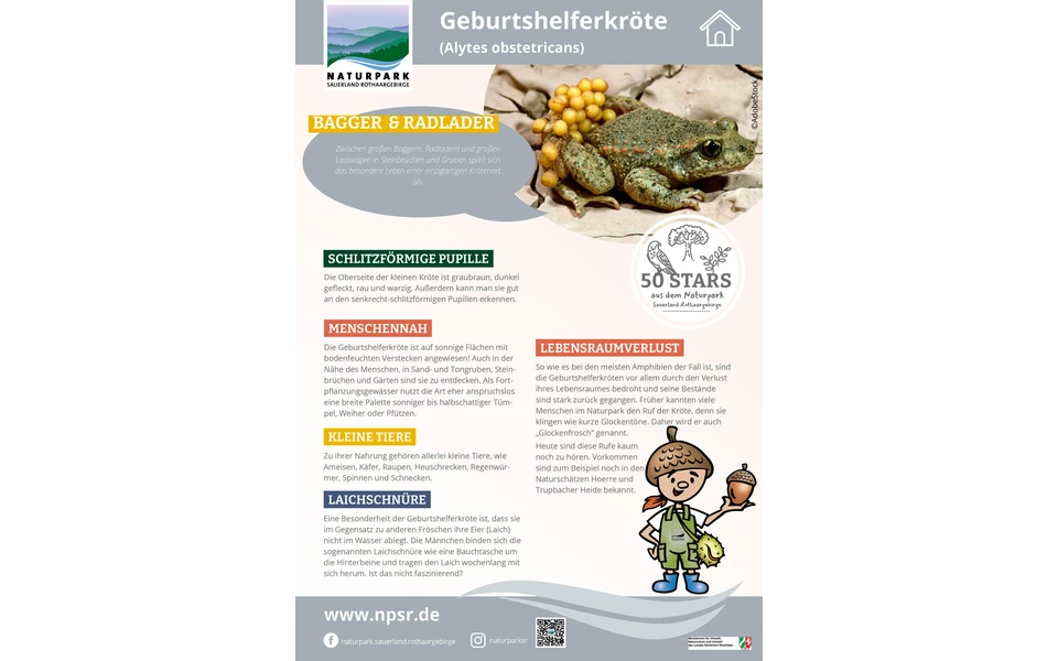 10_Geburtshelferkröte