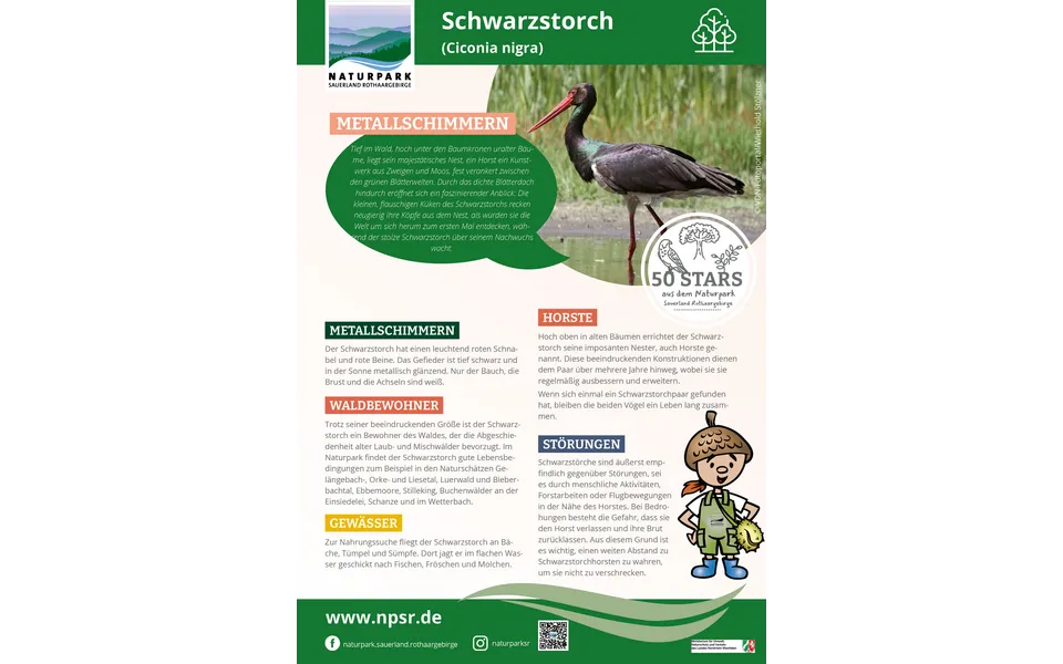 40_Schwarzstorch