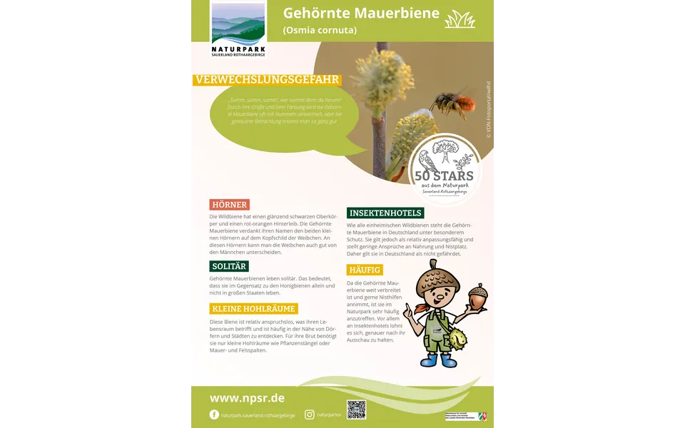 11_Mauerbiene