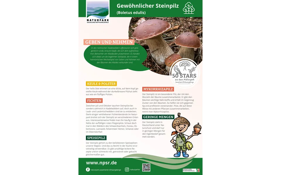 41_Steinpilz