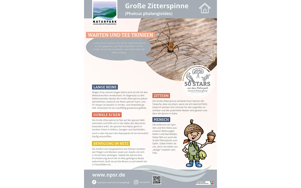 51_Zitterspinne