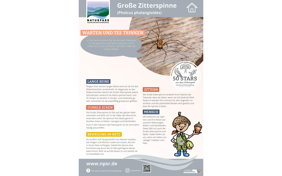 51_Zitterspinne