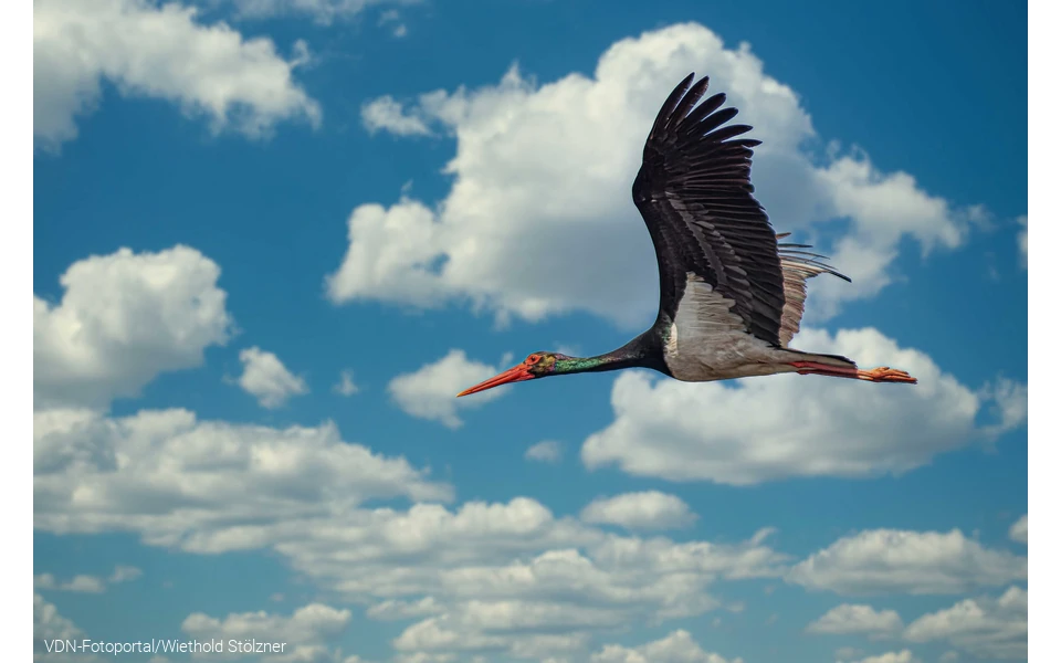 Schwarzstorch - imposanter Segler