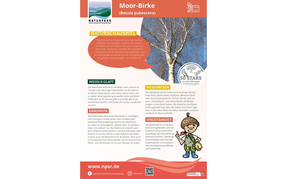 22_Moorbirke