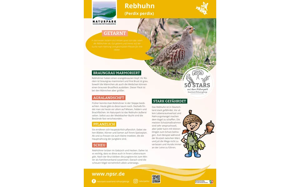 34_Rebhuhn