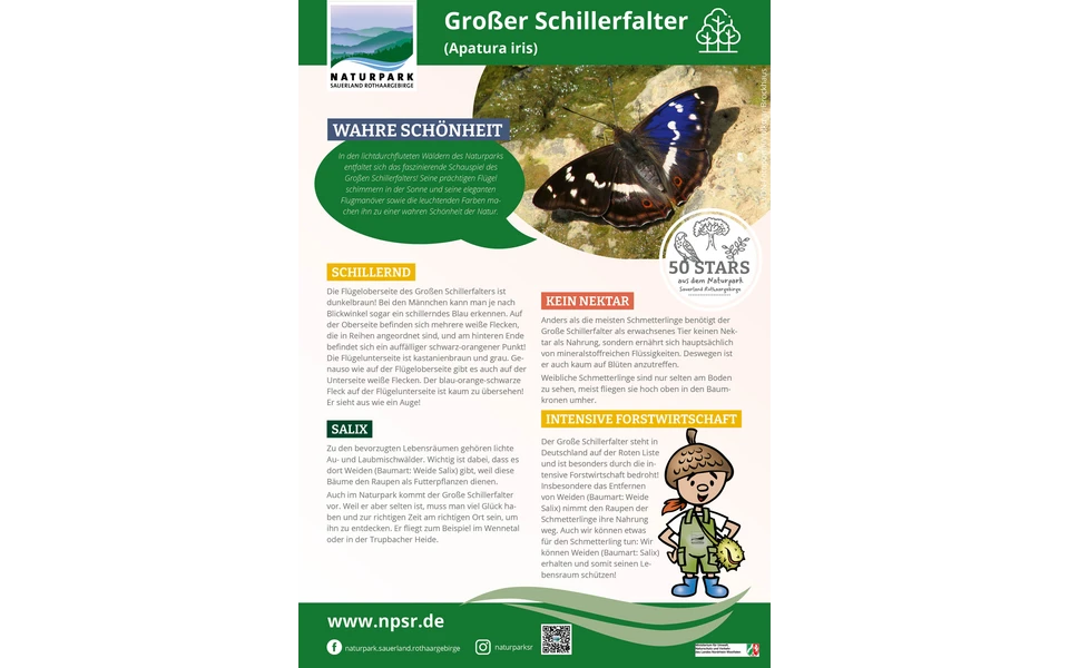 15_Schillerfalter