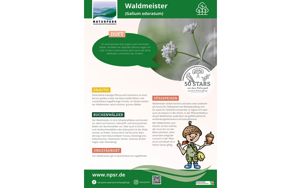44_Waldmeister