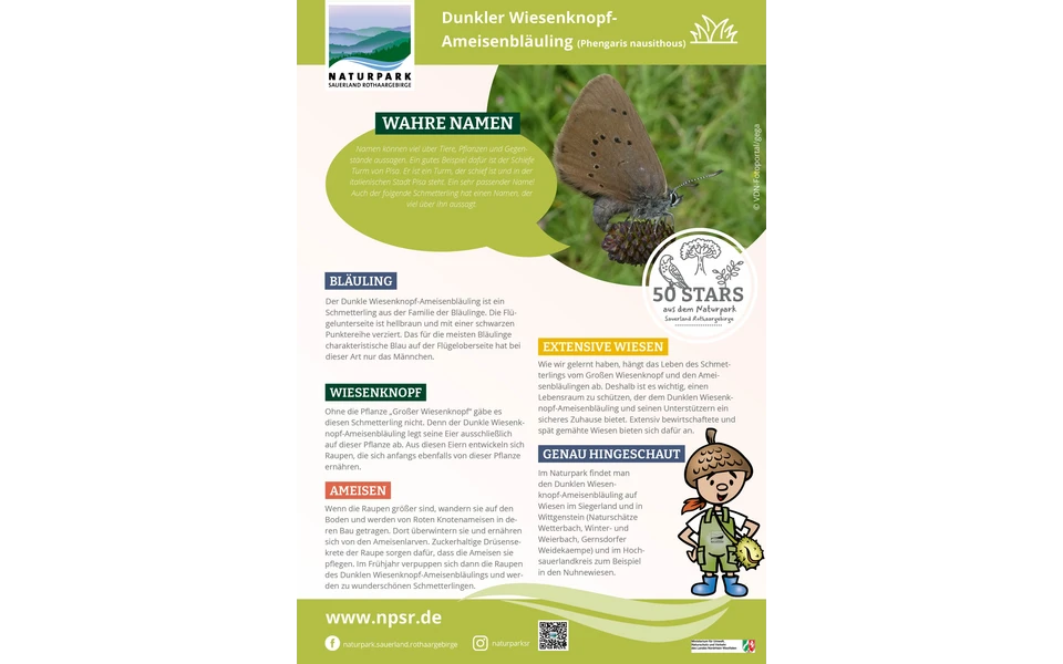 05_Wiesenknopf-Ameisenbläuling