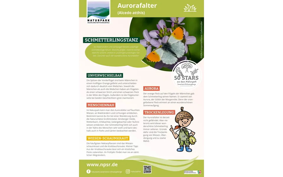 02_Aurorafalter