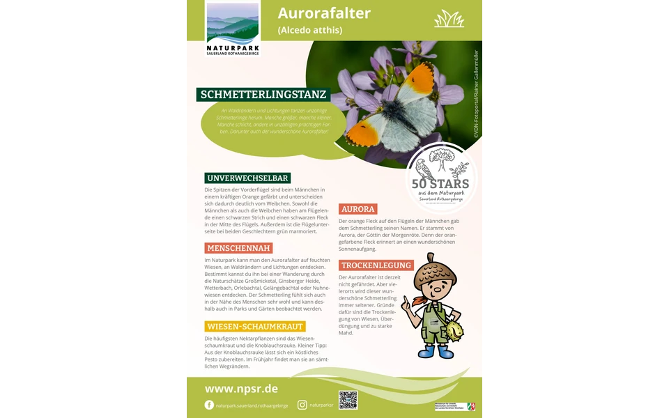 02_Aurorafalter