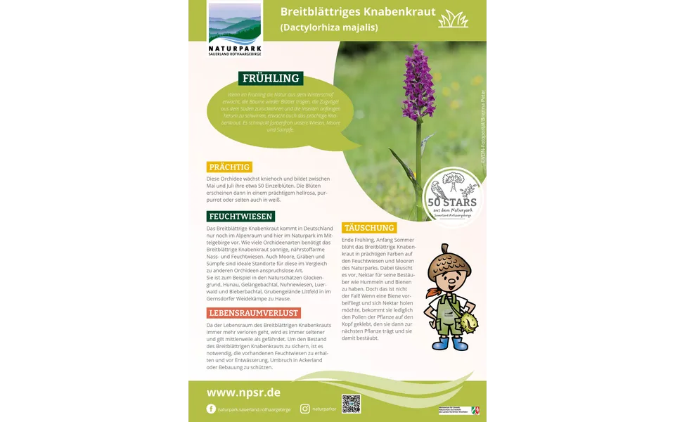 25_Knabenkraut